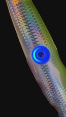 3D Chromatic Speed Jig – 300G with Blinking Light - NEW 2026