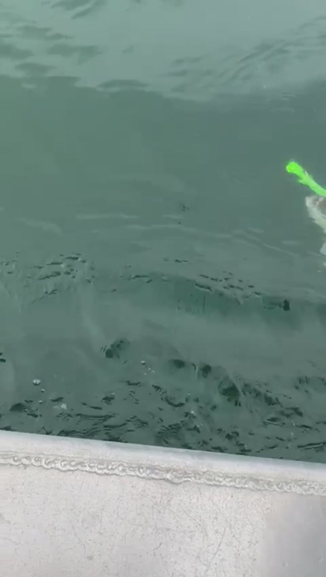 Westcoast Fishing Tackle Hyper Glow Swim Baits
